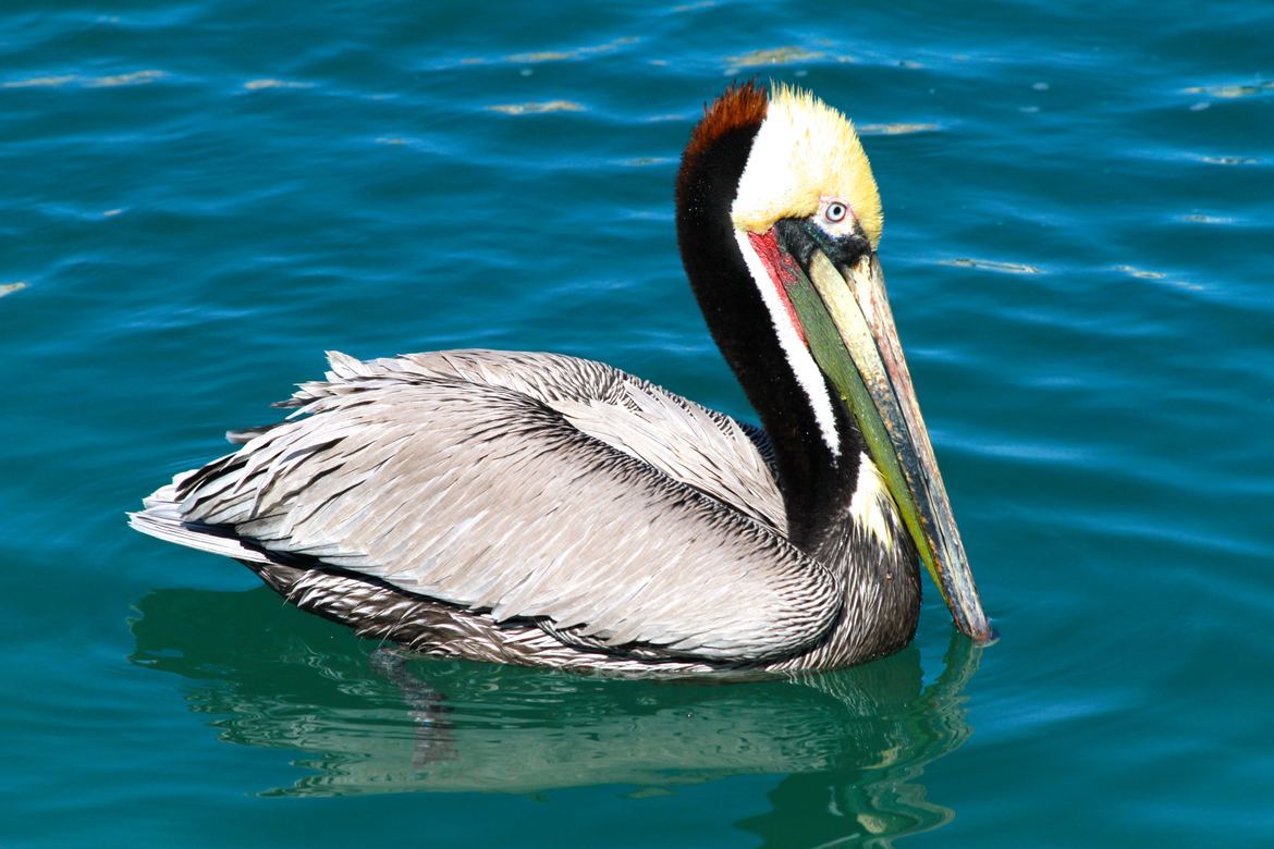Pelican, Cabo San Lucas, Mexico