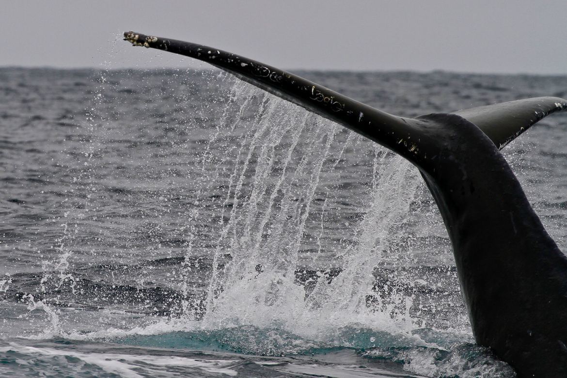 Humpback whale, Monterey Bay CA, USA