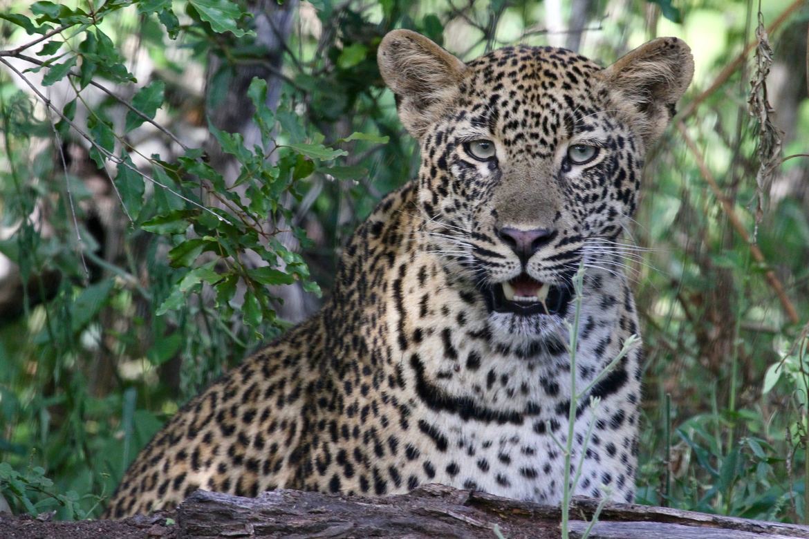 Leopard, Kruger National Park, South Africa