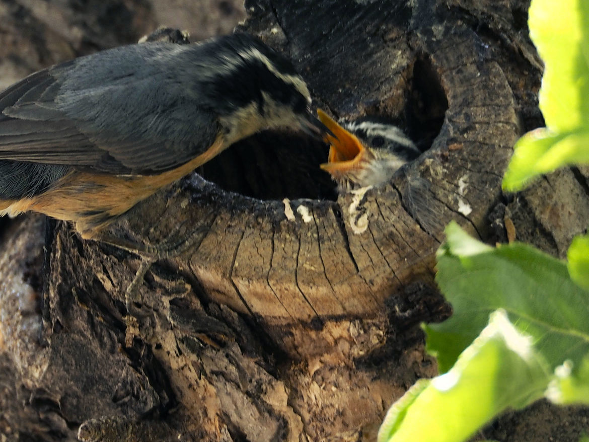 Nuthatch, Alberta, Canada