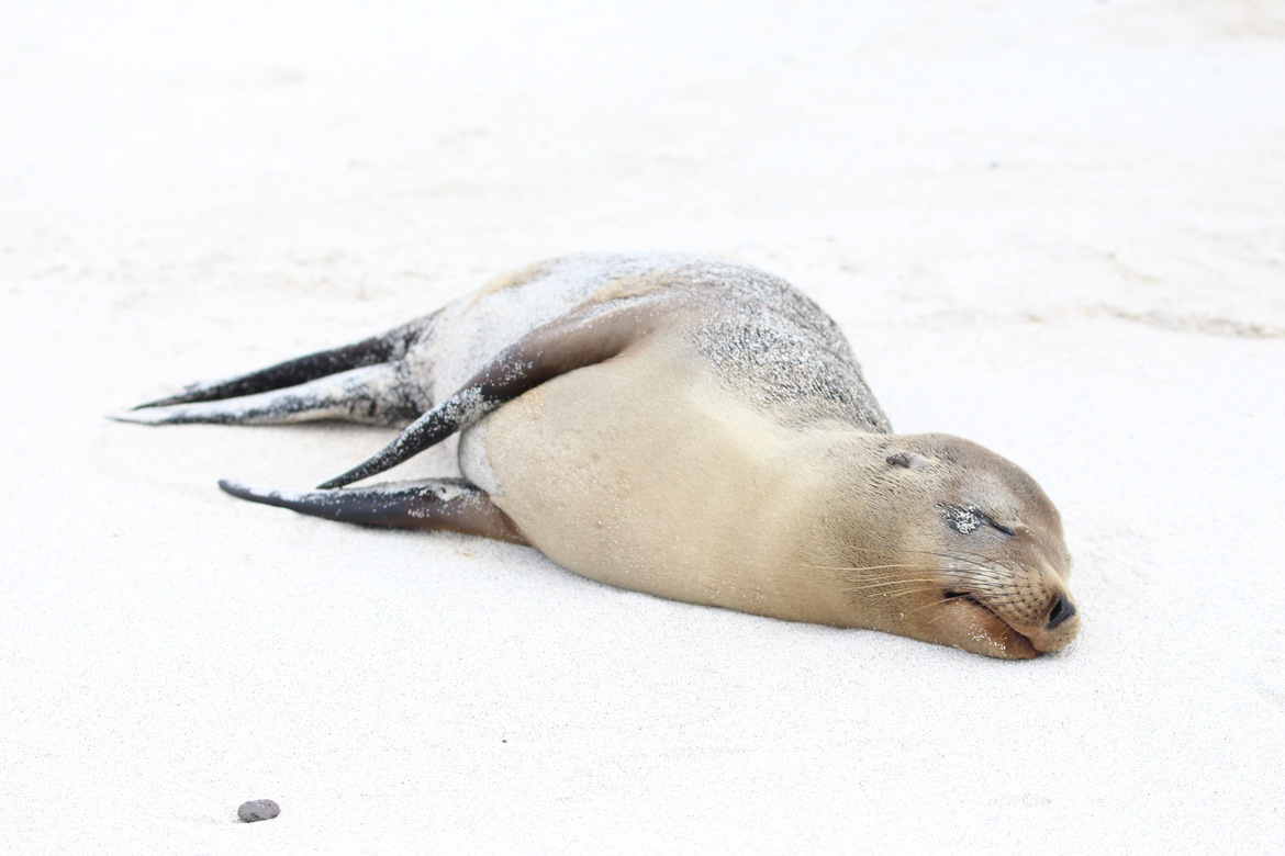 Galápagos sea lion (Zalophus wollebaeki) , Galápagos National Preserve/ Park, Ecuador