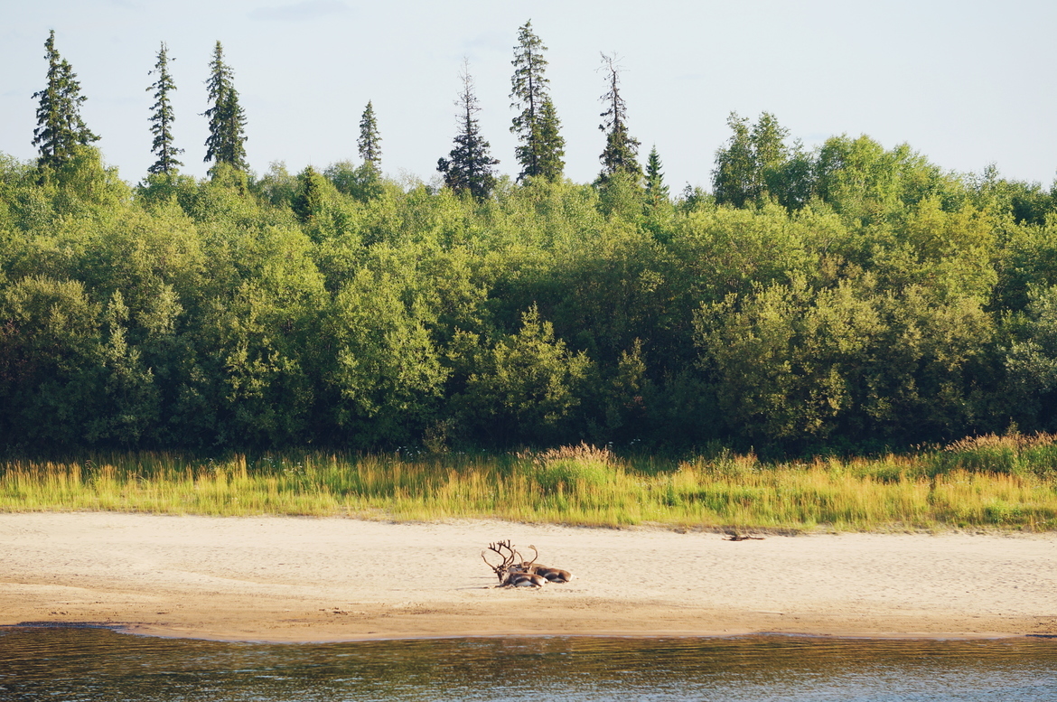 Reindeer, Ivalo, Finland, Finland
