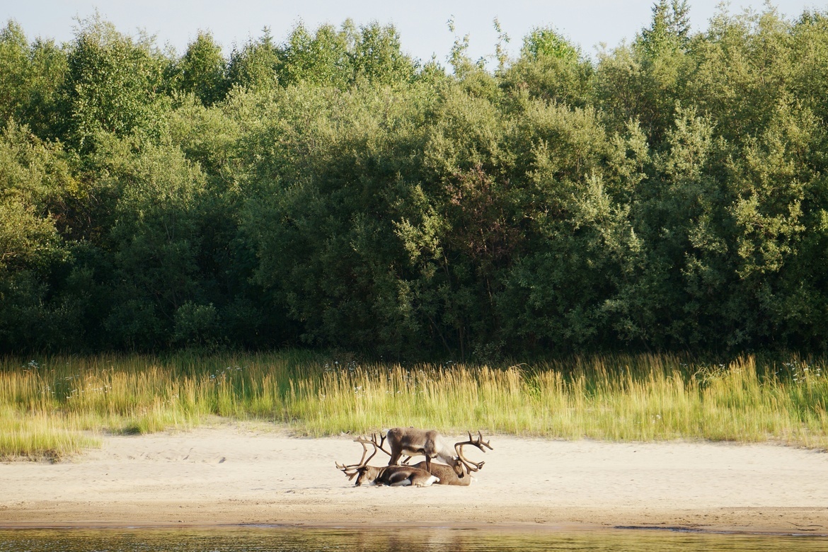 Reindeer, Ivalo, Finland, Finland