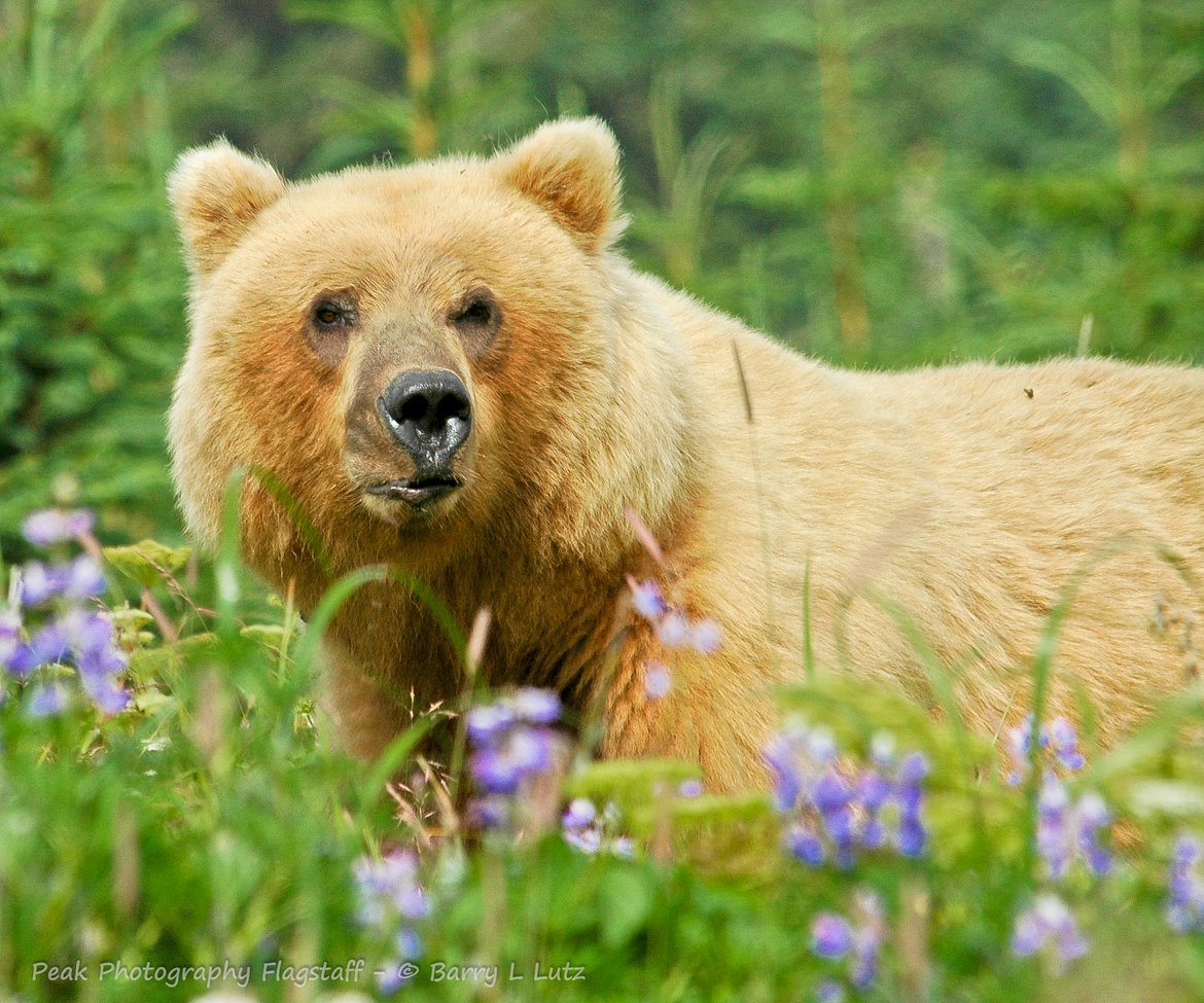 Grizzly Bear, Lake Clark National Park , USA