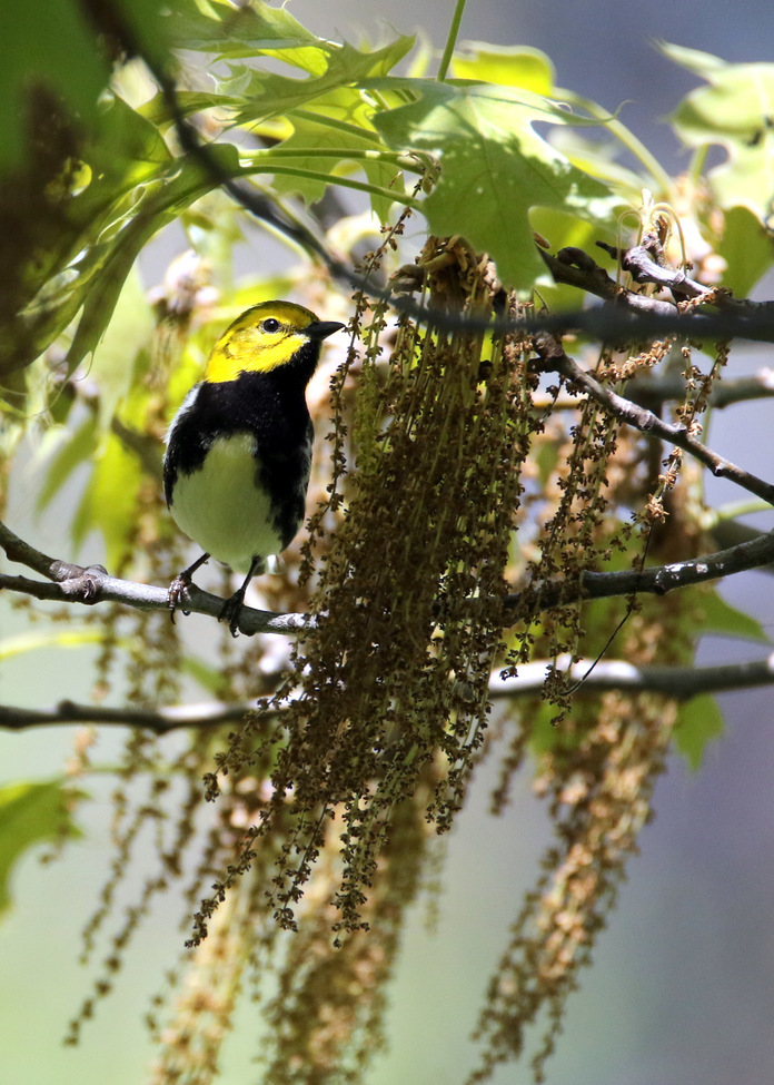 Black-throated Green Warbler (Dendroica virens), Central Park, New York, United States
