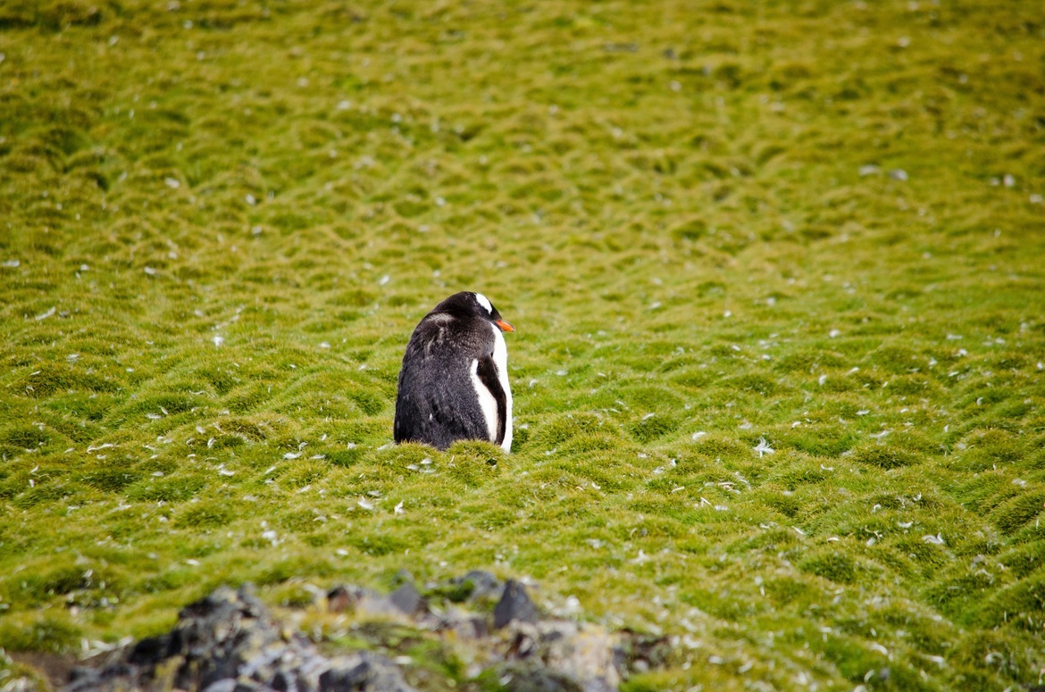 Gentoo Penguin, South Shetland Islands, Antarctica, South Shetland Islands