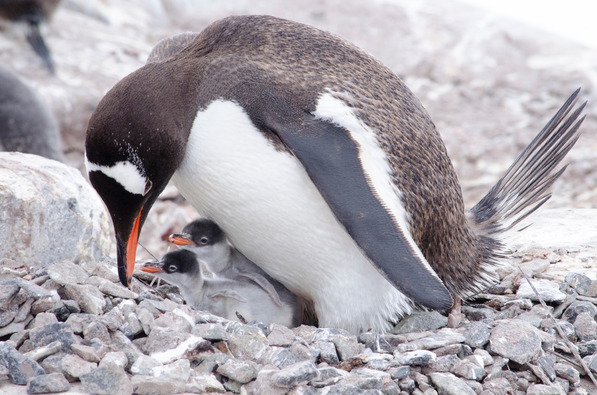 Gentoo Penguin, Port Lockroy, Antarctica