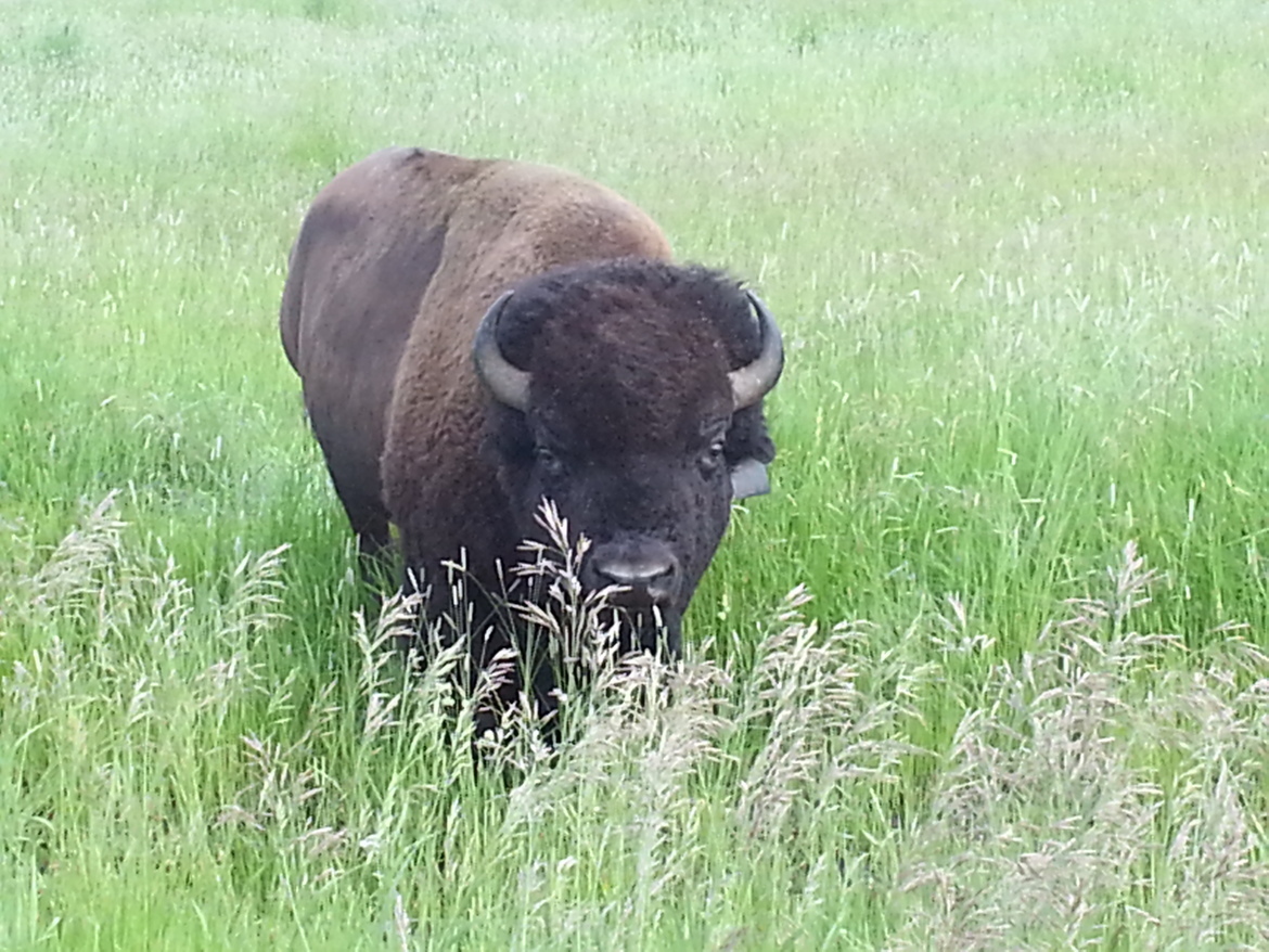 Bison, Turner Ranch, United States