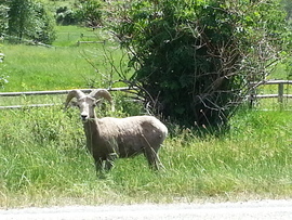 Grid 20150623 173829