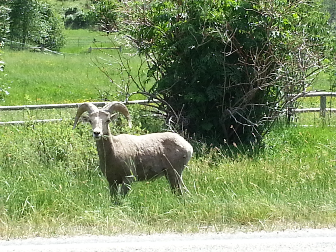 Ram, Turner Ranch, United States