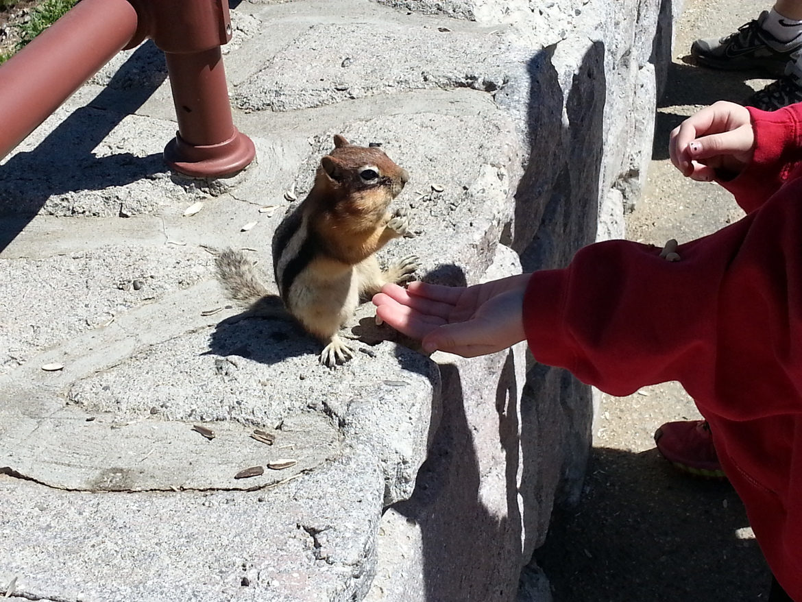 chipmunk, MD , United States