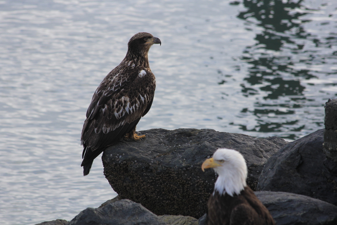 Eagle and bald eagle , Alaska , USA 