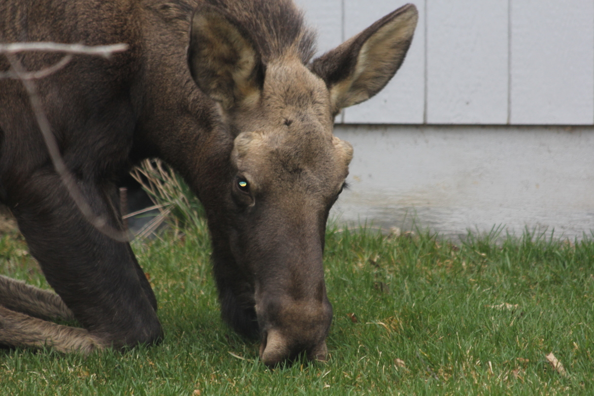 Moose, Ketchikan , Alaska