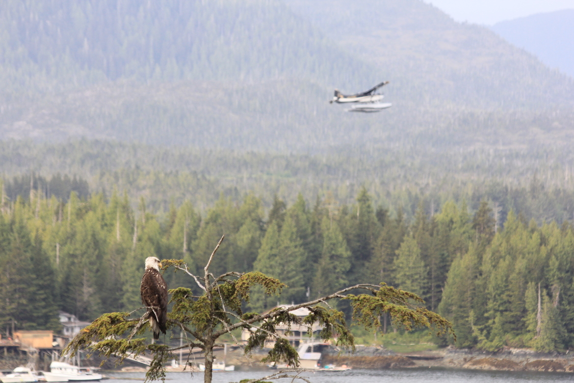 Eagle , Ketchikan , Alaksa
