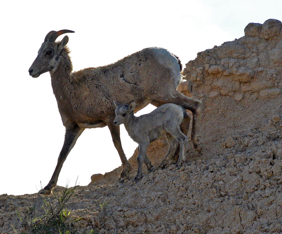 Bighorn Sheep , Badlands National Park , United States