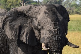 Grid mud bath on a hot day in the okavango delta  botswana