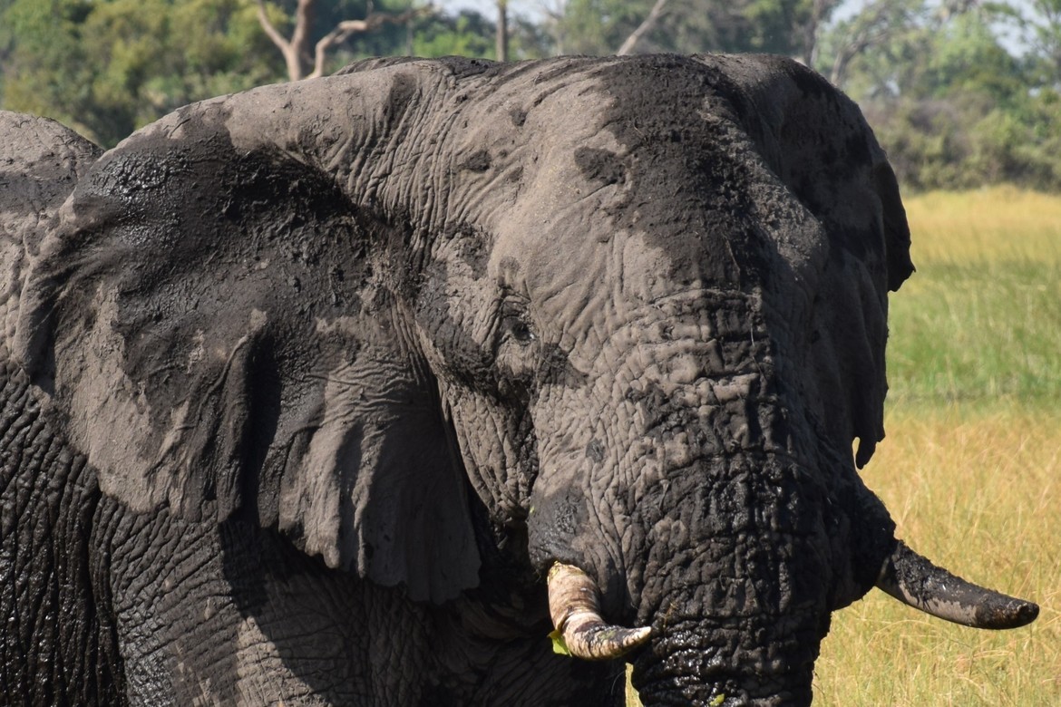 elephant, Okavango Delta, Botswana