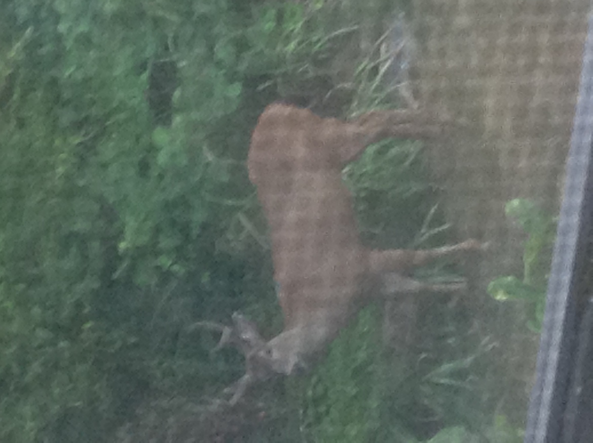 Deer, Northwest Oregon , USA