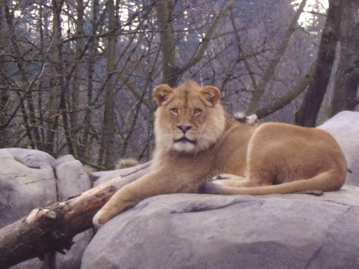 Lion, Northwest Oregon, USA