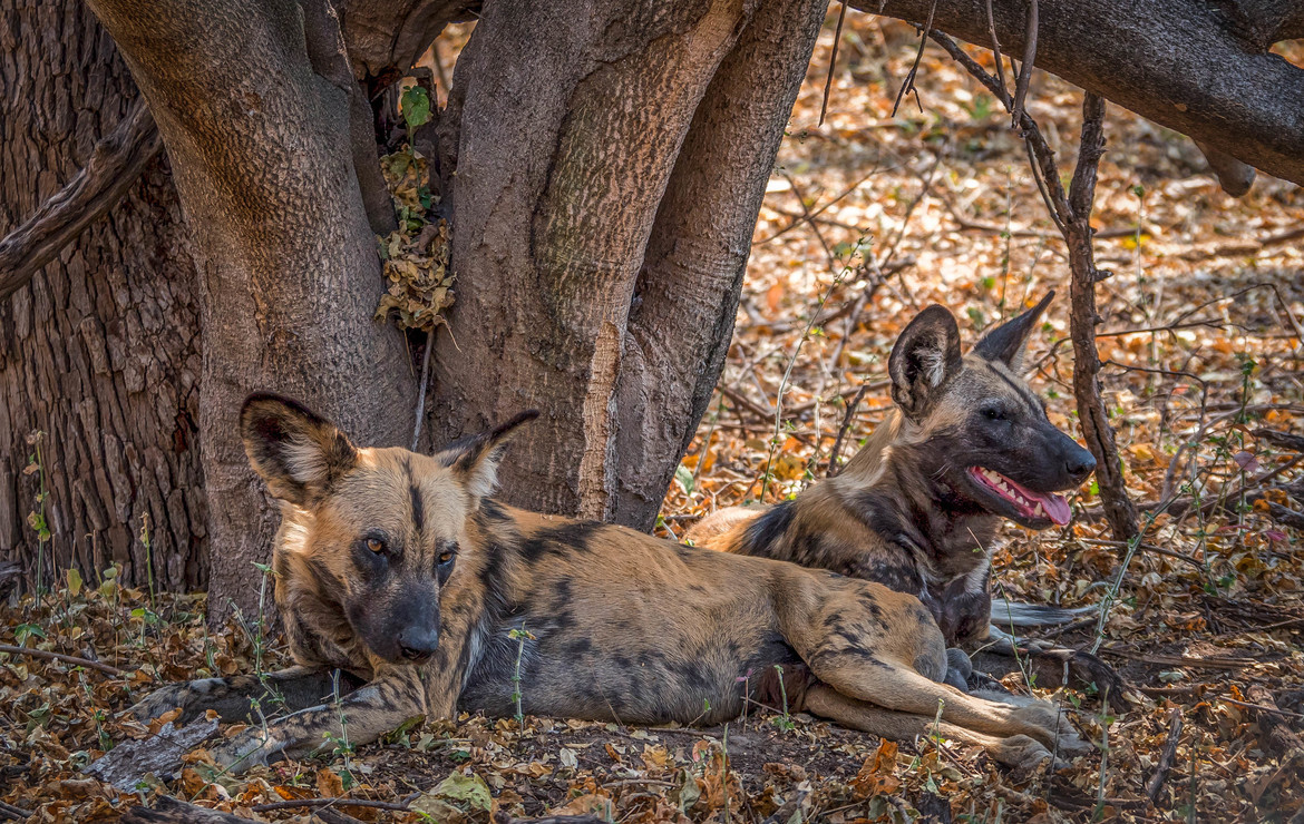 Painted Dog, Outside of Delta area, Botswana