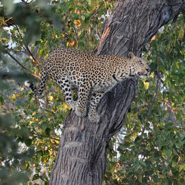 Grid gomoti leopard 5155