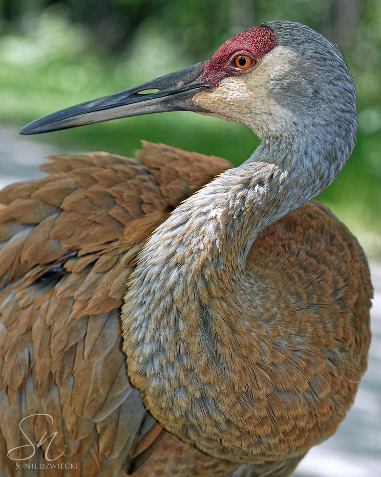 Sandhill Crane, Kensington Metro Park, Milford Township / Lyon Township, Oakland Co., Michigan, United States