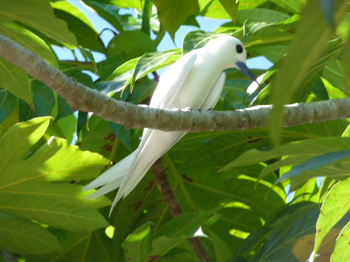 White Tern, South Seas, South Seas island