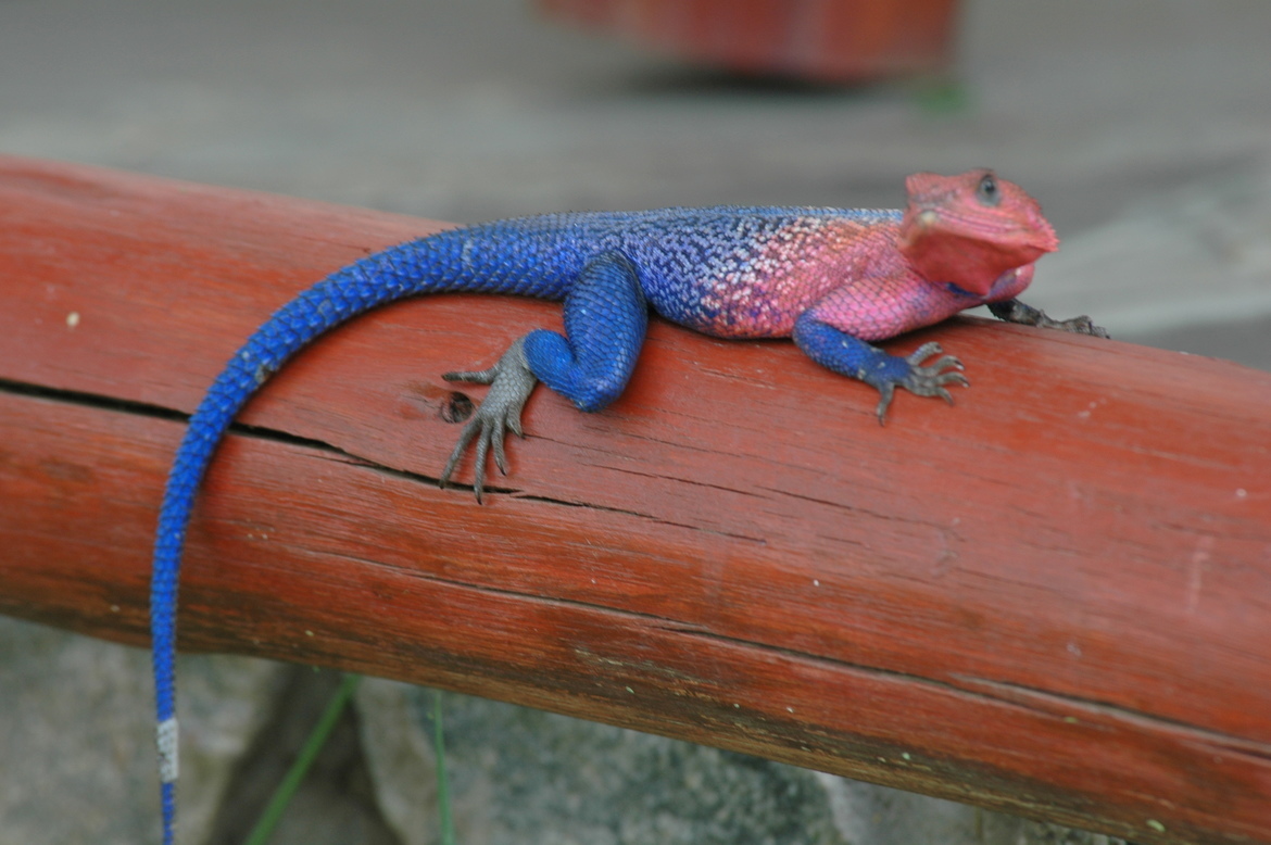 Mwanza, aka Red-headed Rock Agama, Serengeti , Tanzania