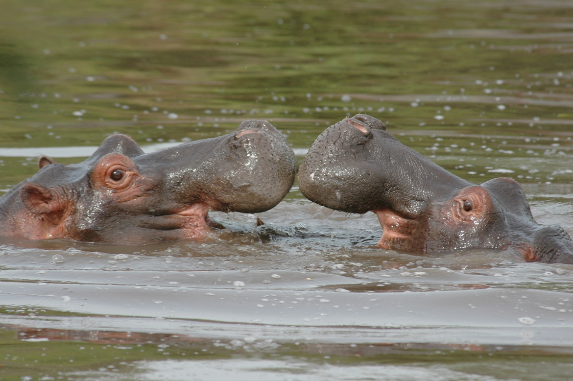 Hippopotamus , Serengeti, Tanzania