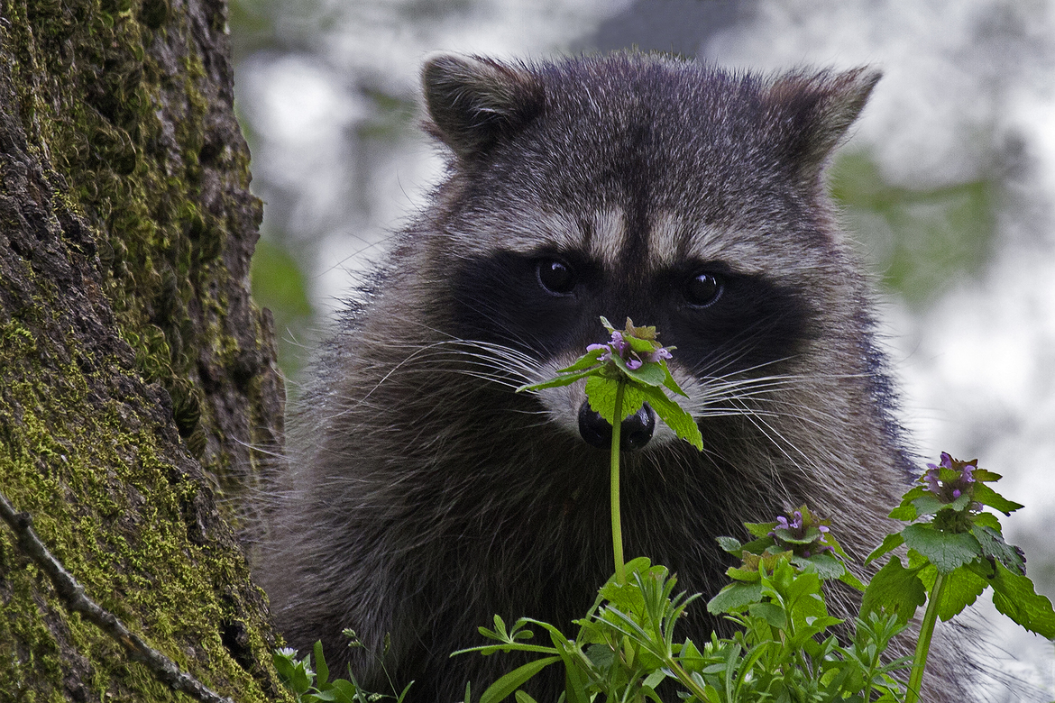 Racoon, Backyard in Tigard, Oregon, United States