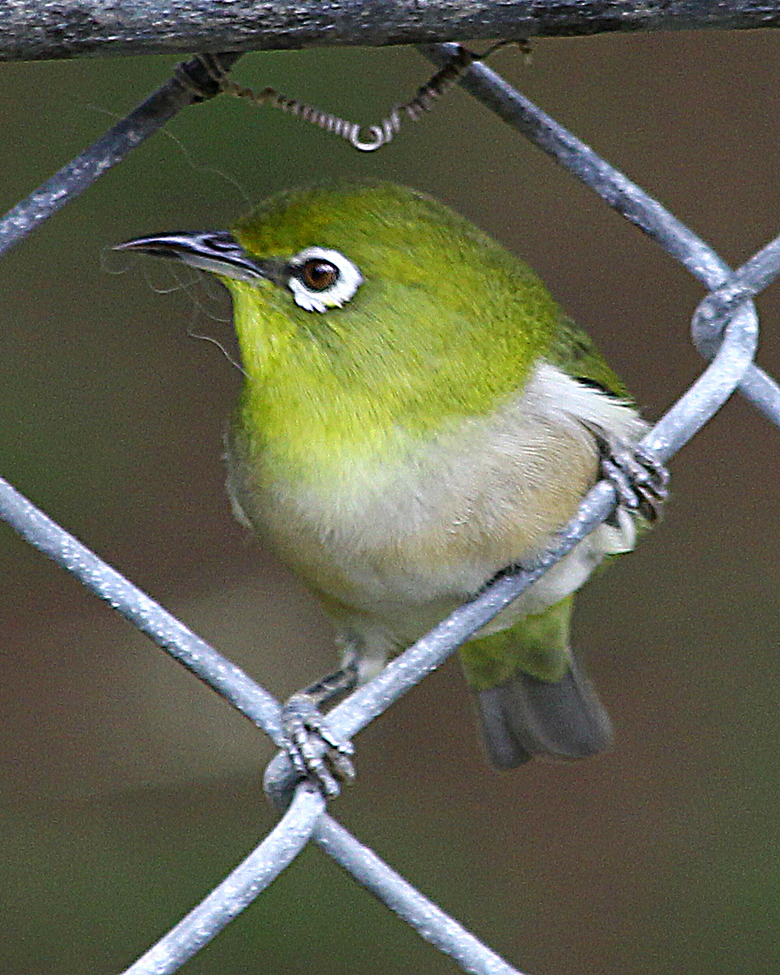 Japanese White Eye, Oahu Hawaii, USA