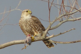 Grid merlin falcon falco columbarius ec p1160117