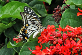 Grid dsc05837 butterfly ec 1