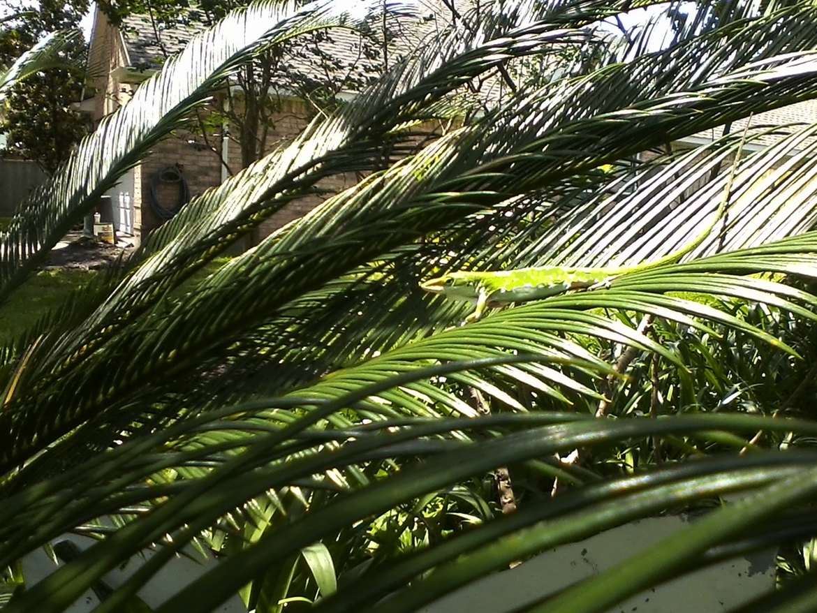 Reptile, Houston, Texas, USA