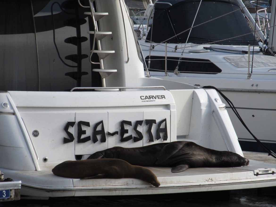 Seal, Pier 39, United States