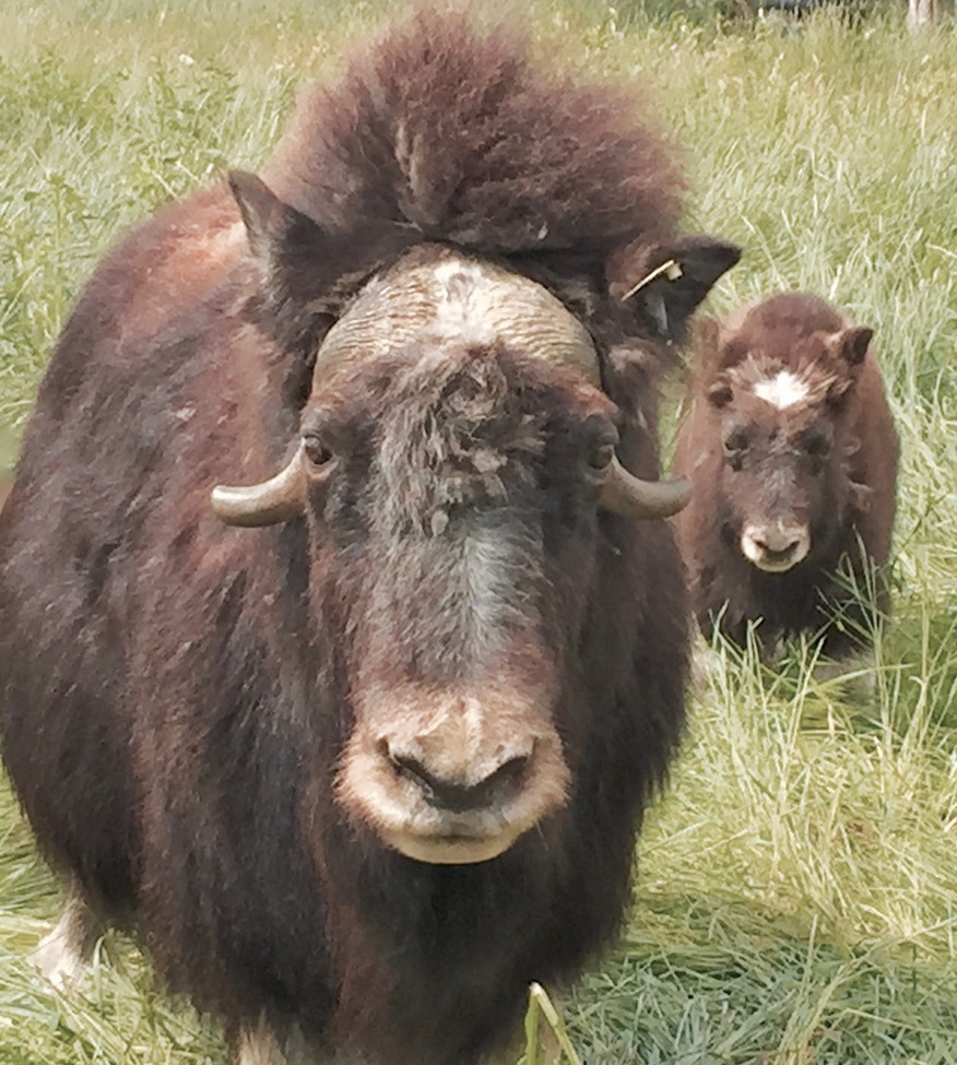Musk Ox, Palmer Musk Ox Farm (Alaska), United States