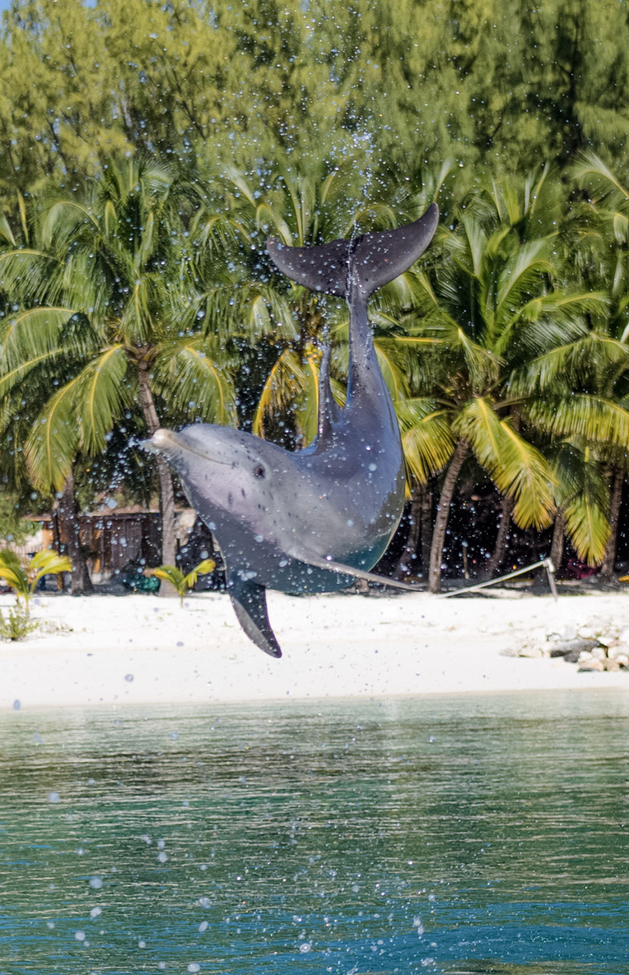 Bottlenose Dolphin, Blue Lagoon Island, Bahamas