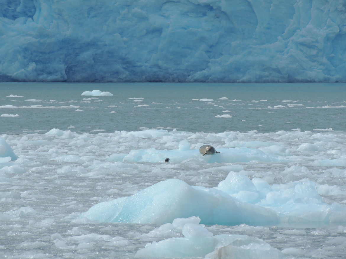 Harbor Seal, Kenai Fjords National Park, Alaska, USA
