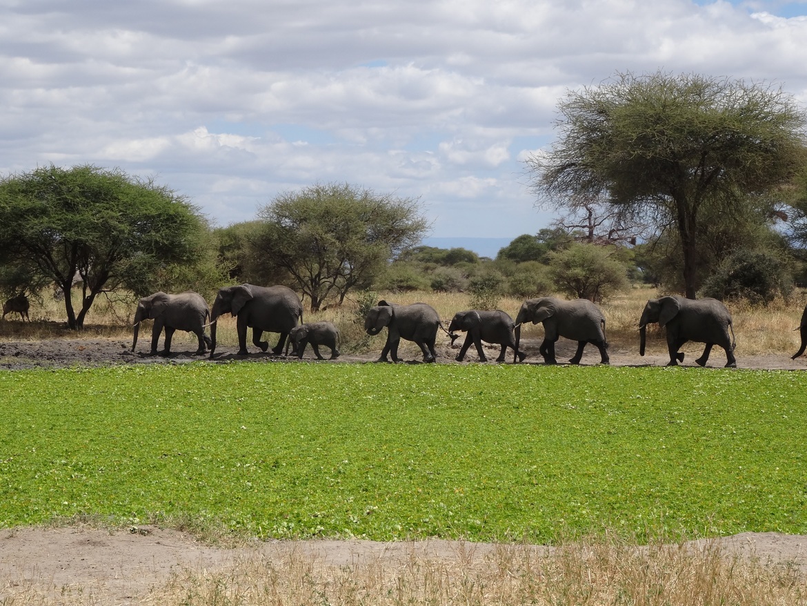 African Elephant, Tarangire National Park, Tanzania, Tanzania