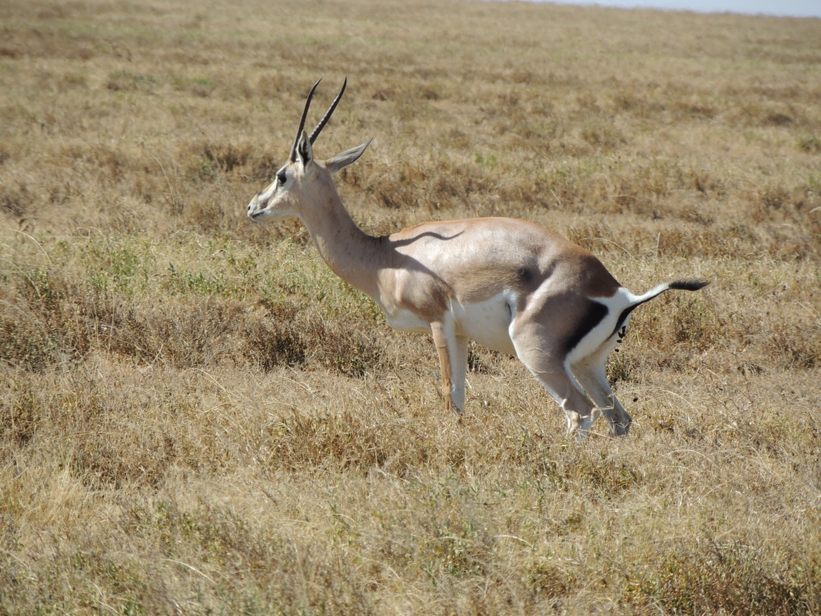 Thompson Gazelle, Serengeti National Park, Tanzania