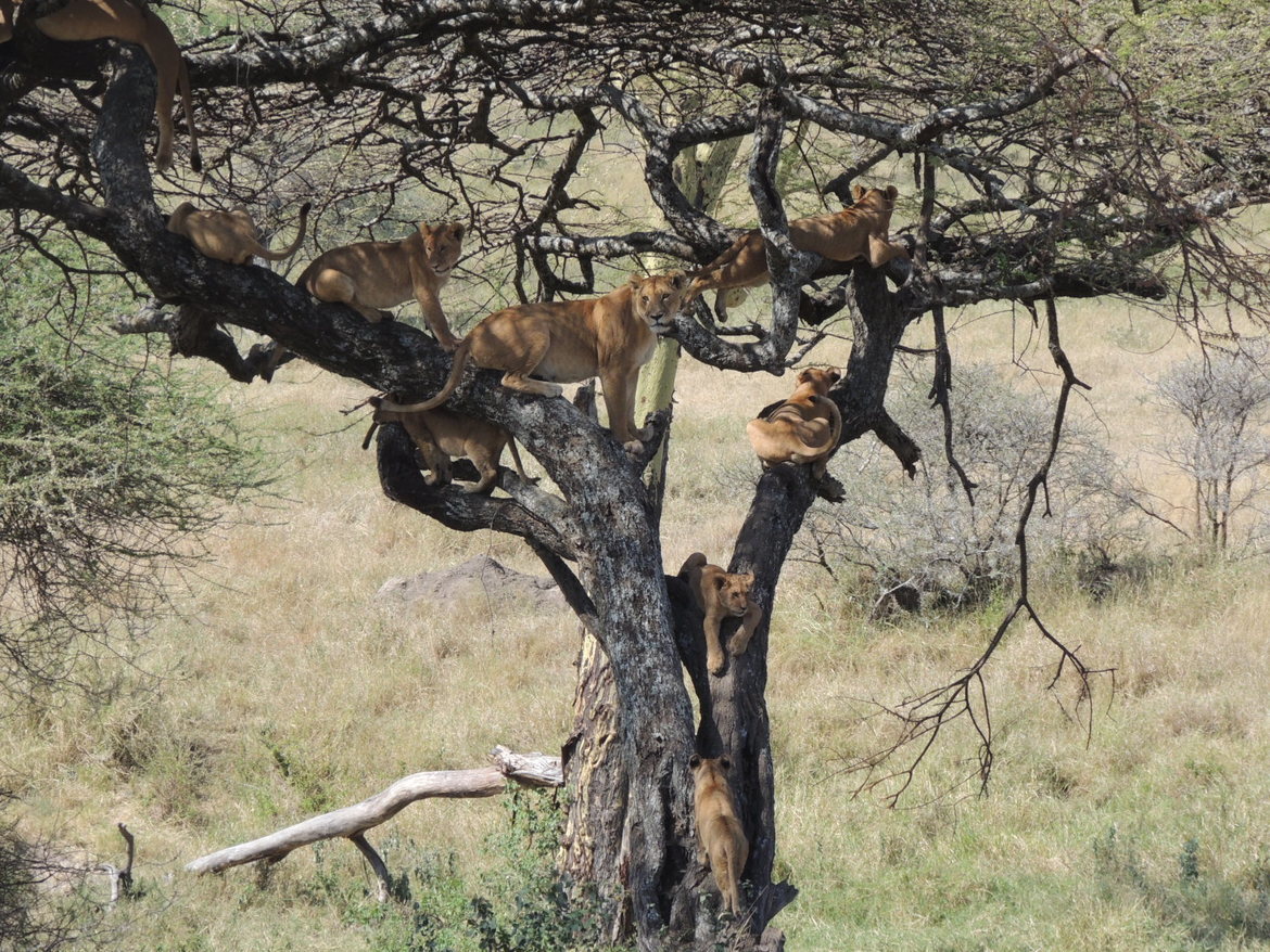 African Lion, Serengeti National Park, Tanzania
