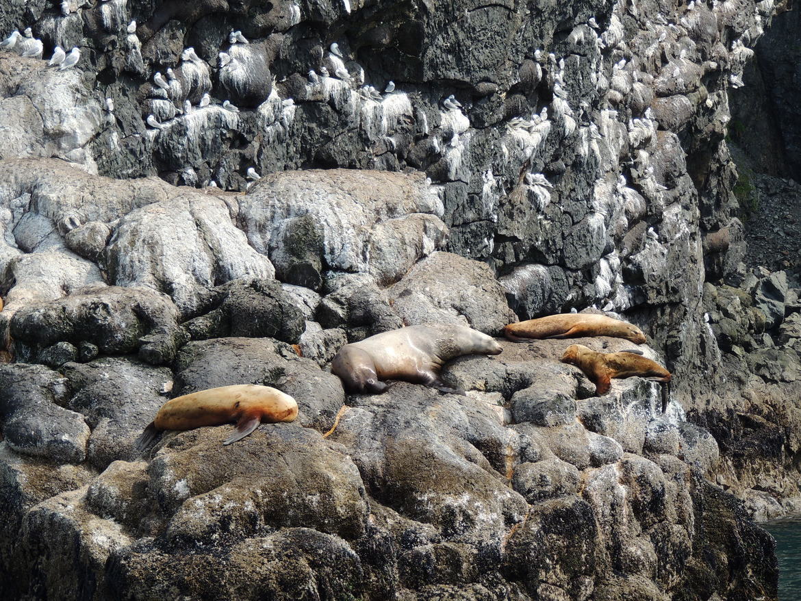 Sea Lions and Gulls, Kenai Fjords National Park, Alaska, USA