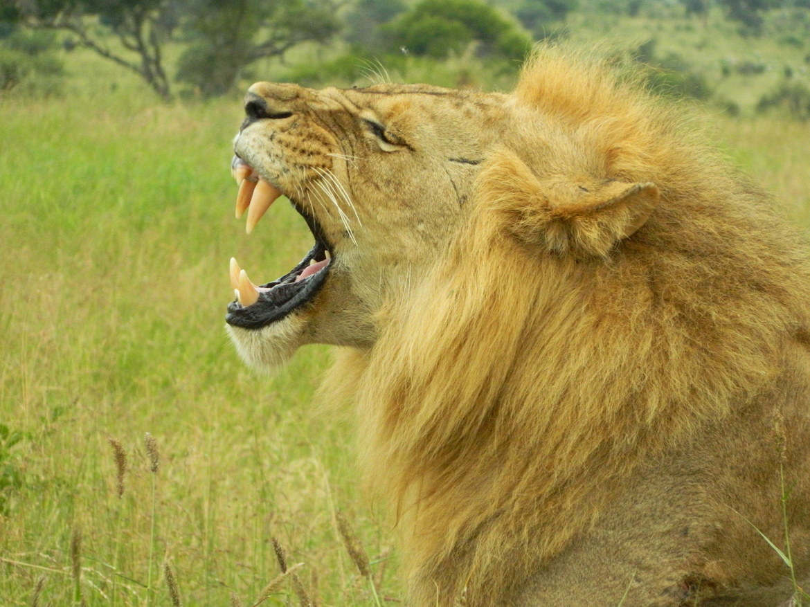 Lion, Tarangire National Park, Tanzania