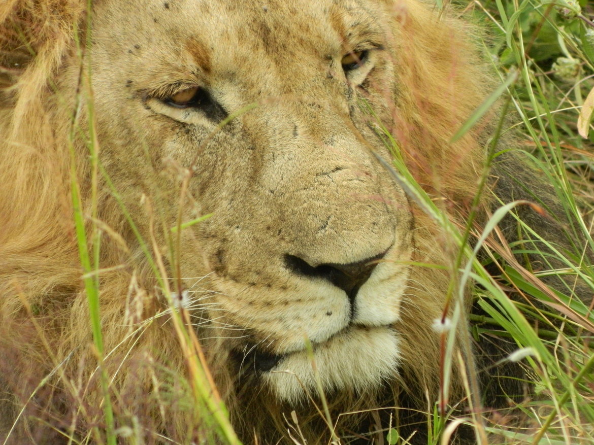 Lion/Sampson, Serengeti National Park, Tanzania