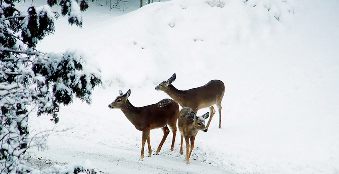 Deer, Catskill Mountains, USA