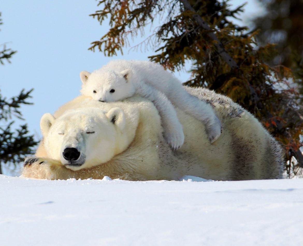 Polar Bear Mom and Cub, Area near Wapusk National Park, Canada