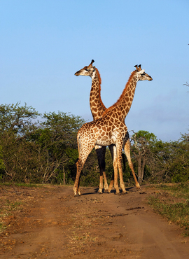 Grid duelling giraffes