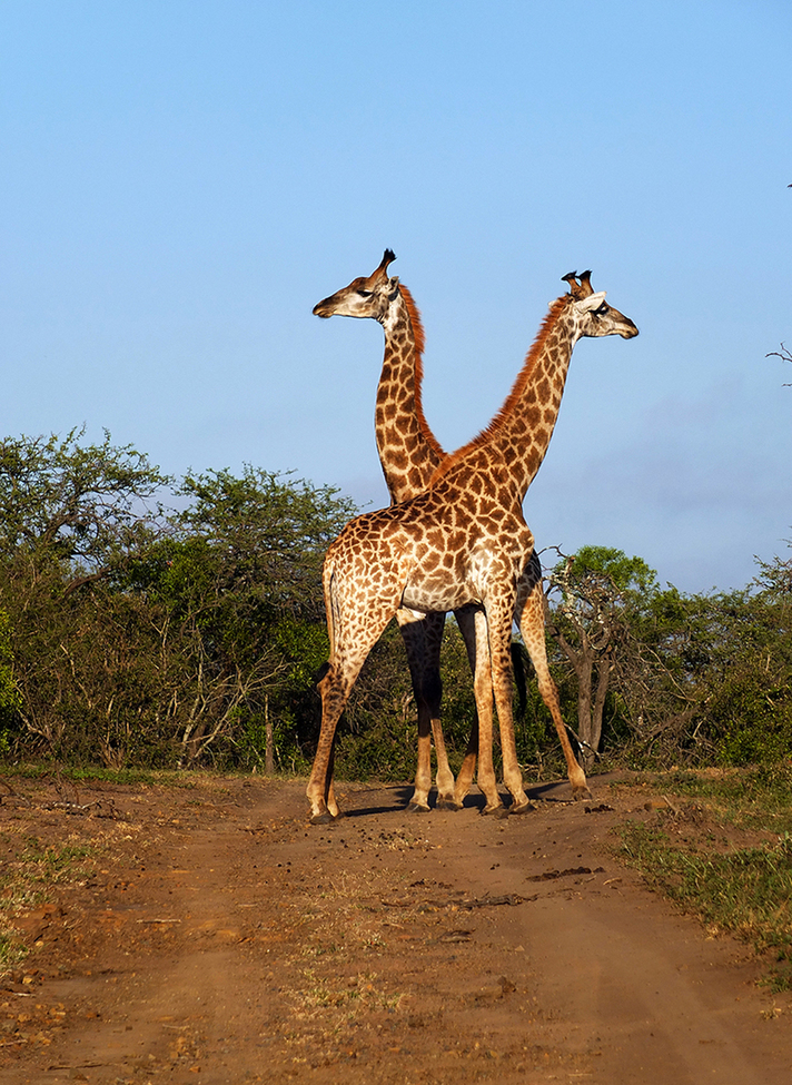 Giraffes, Thula Thula Game Preserve, S. Africa