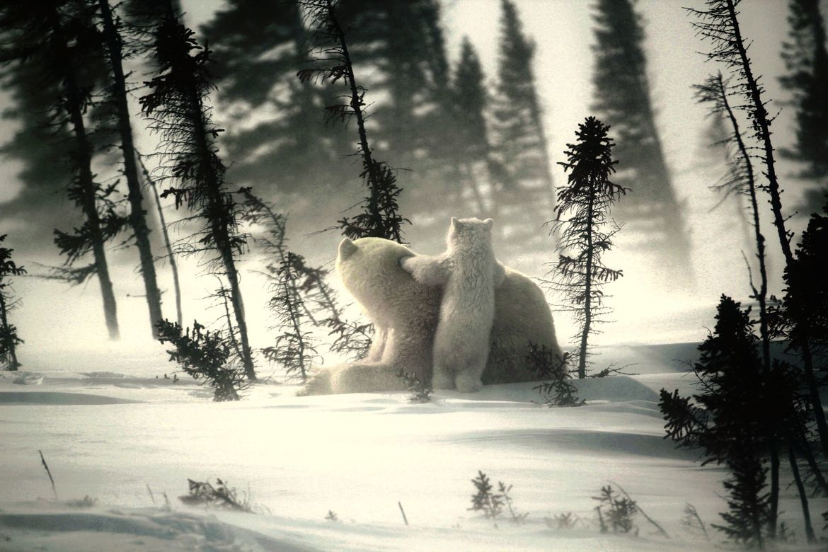 Polar Bear Mom and Cub, Area near Wapusk National Park, Canada