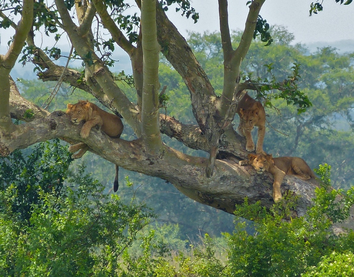 Lion, Queen Elizabeth National Park, Uganda